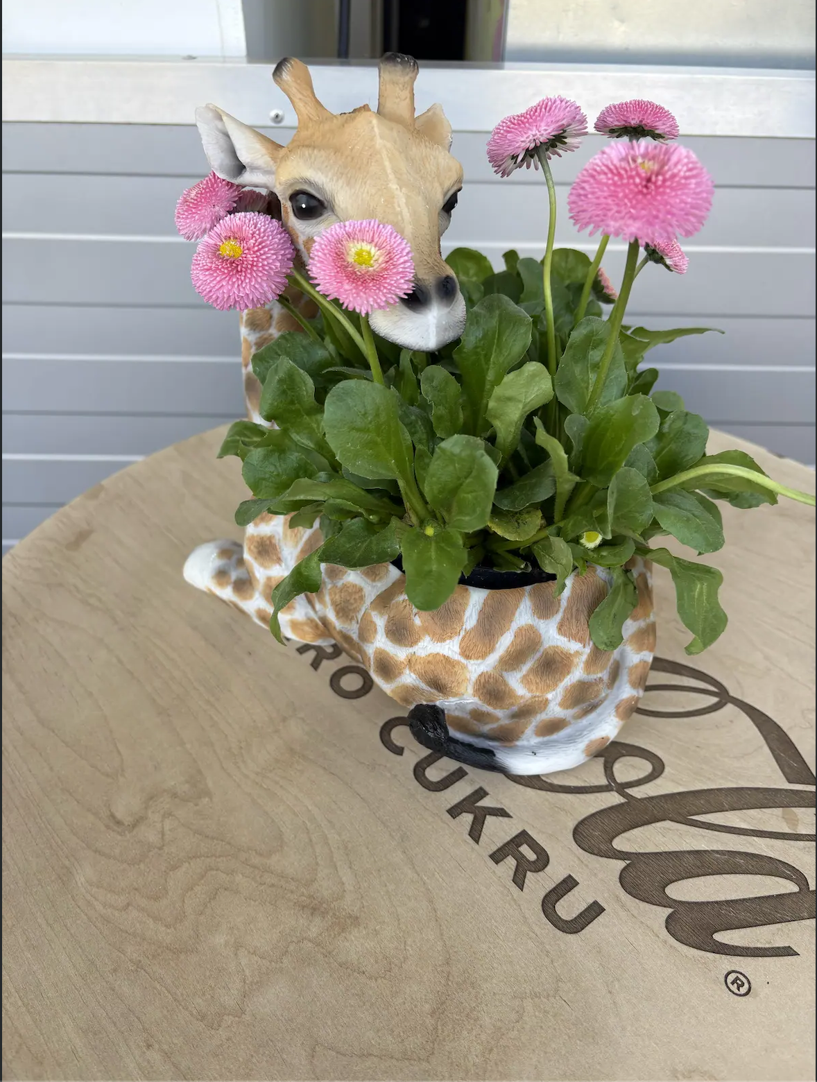 Doniczka z żyrafą Nowe Zoo Poznań